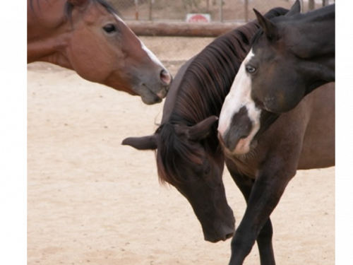 an image of some horses