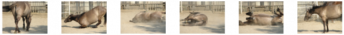 images of a horse rolling over