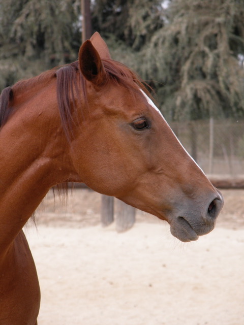 Horse